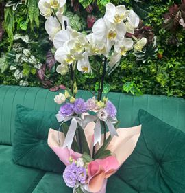 kutlama bitkisi karasua aksoy çiçekçilik